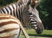 Le zoo de Pessac – 5km