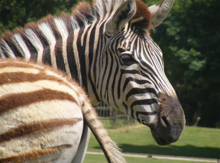 Le zoo de Pessac – 5km
