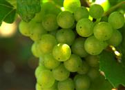 La route du vin de Bordeaux