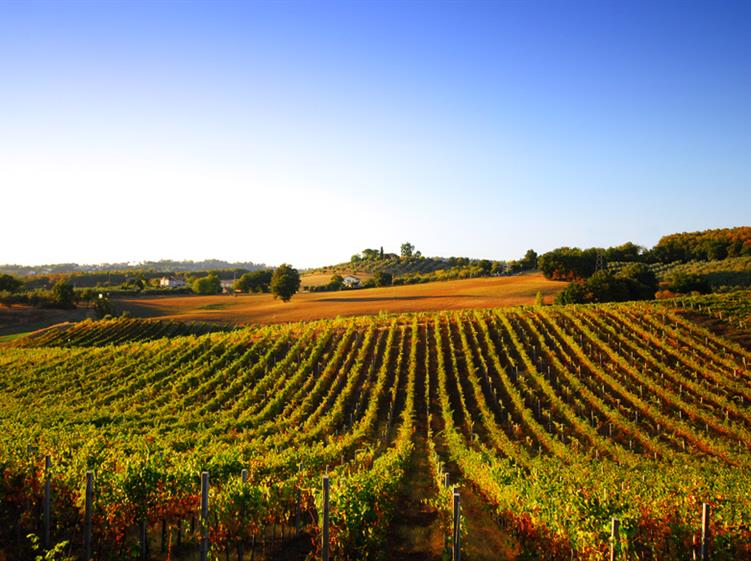La route du vin de Bordeaux