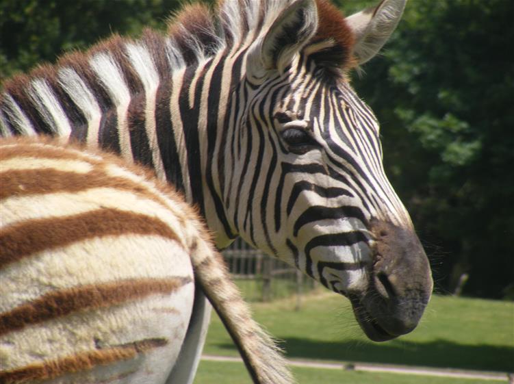 Le zoo de Pessac – 5km