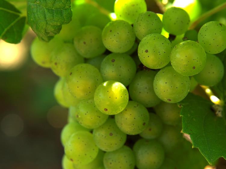 La route du vin de Bordeaux